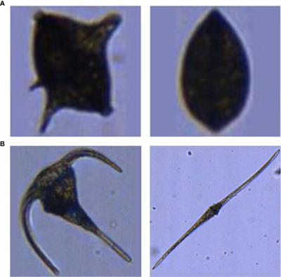 Automated Plankton Classification With a Dynamic Optimization and Adaptation Cycle